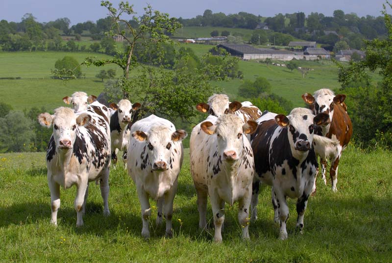 Vaches normandes